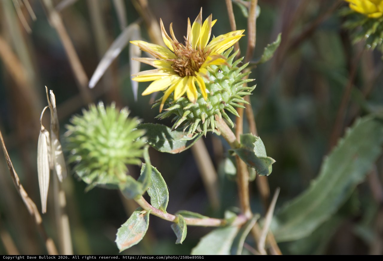 Spiny Sunflower Buds at Mount Diablo Wilderness