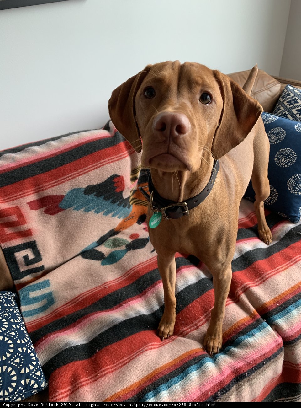 Cozy Canine with Colorful Cushion