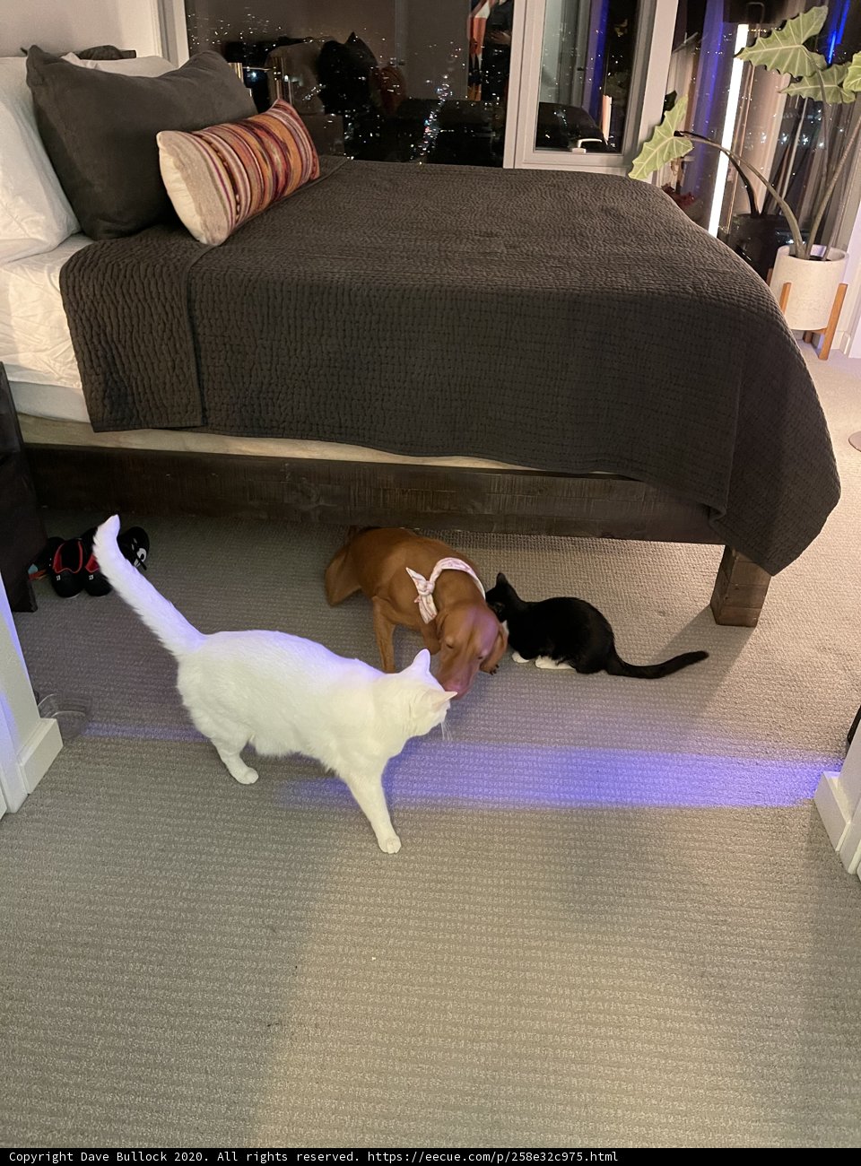 Furry Friends Lounge