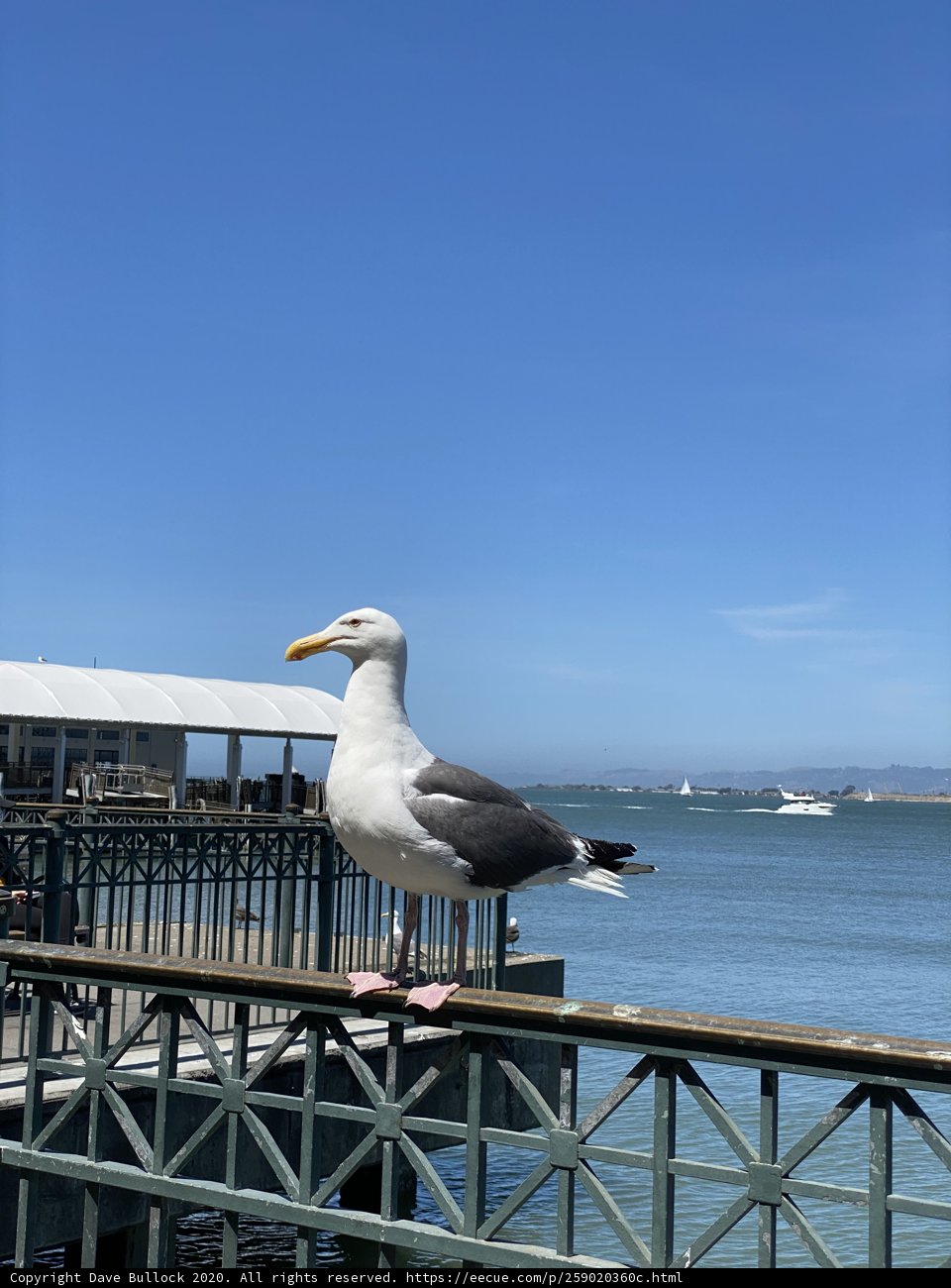 Seagull's View at Ferry Building, San Francisco