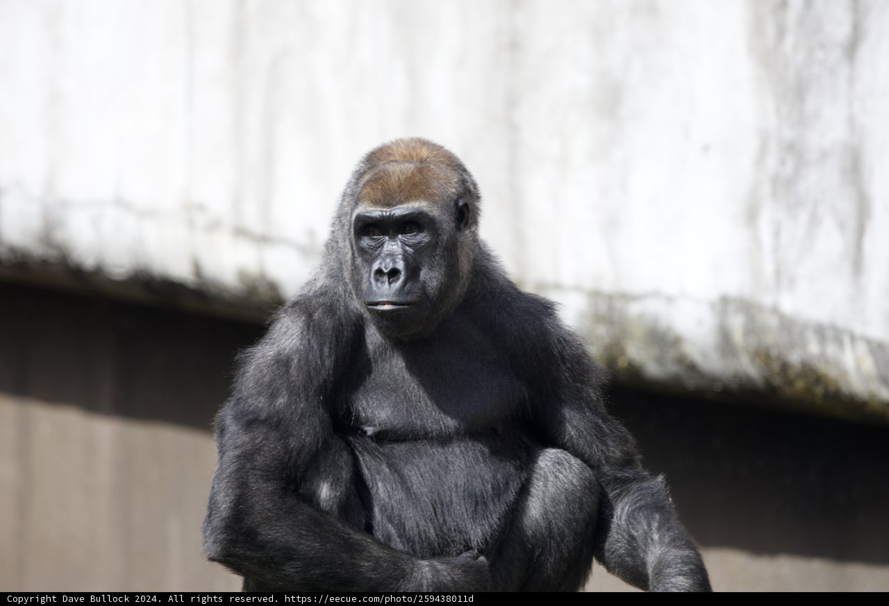 Majestic Gorilla, SF Zoo, 2024
