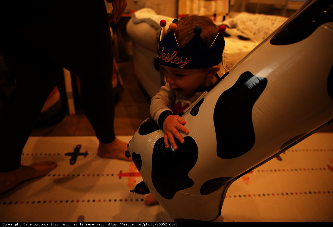 Wesley's First Birthday: The Baby Bovine Spectacle