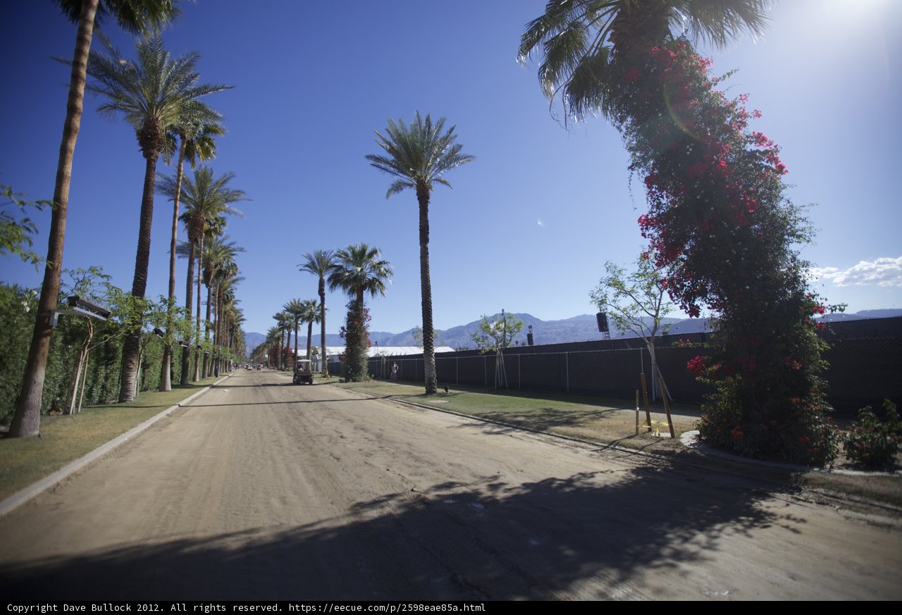 Palm Tree Road
