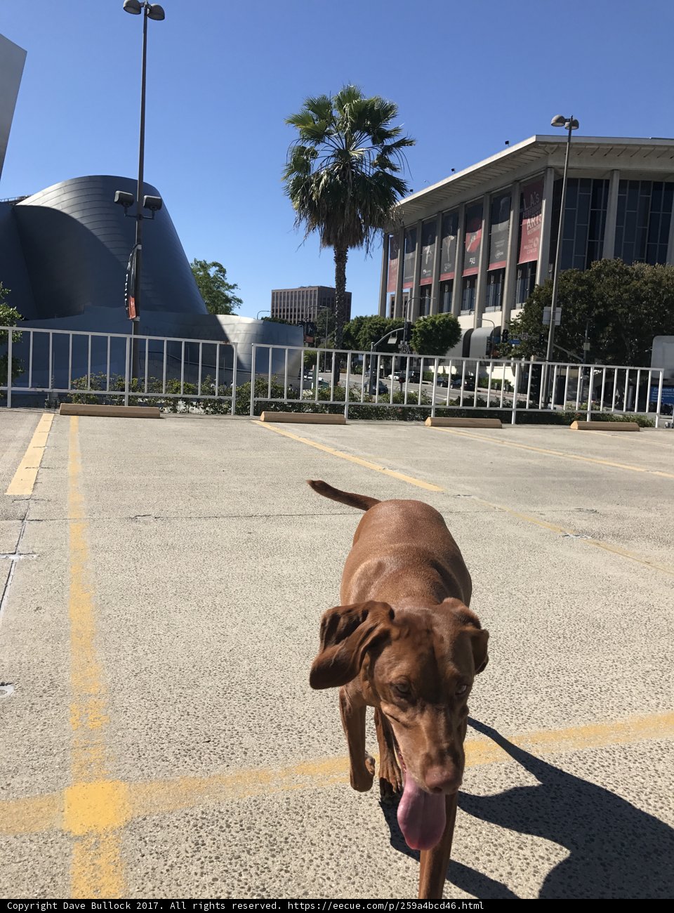 A Vizsla Strolls through the Urban Landscape