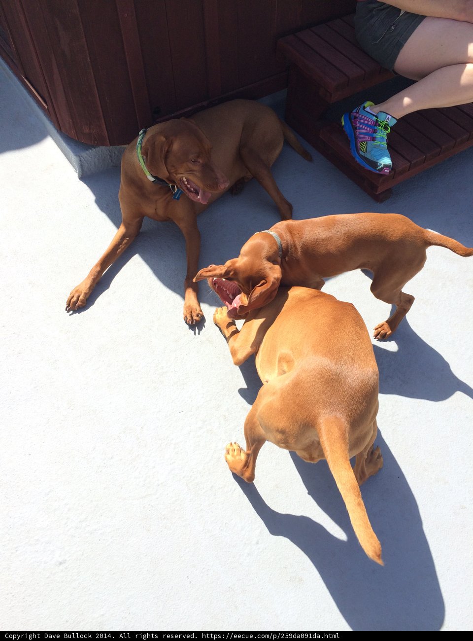 Canine Playtime on Concrete