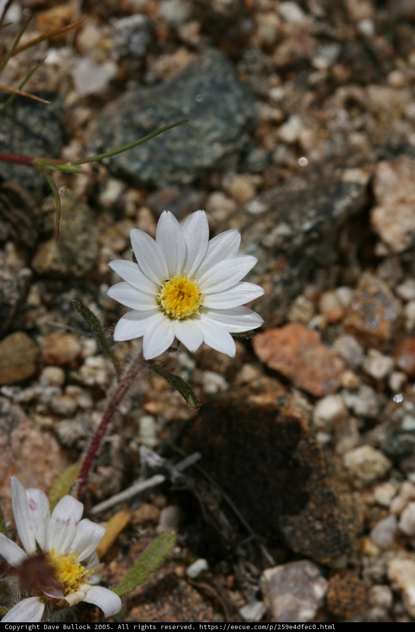 The Lone Daisy