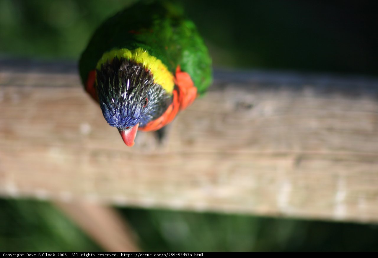 Colorful Bird on Fence