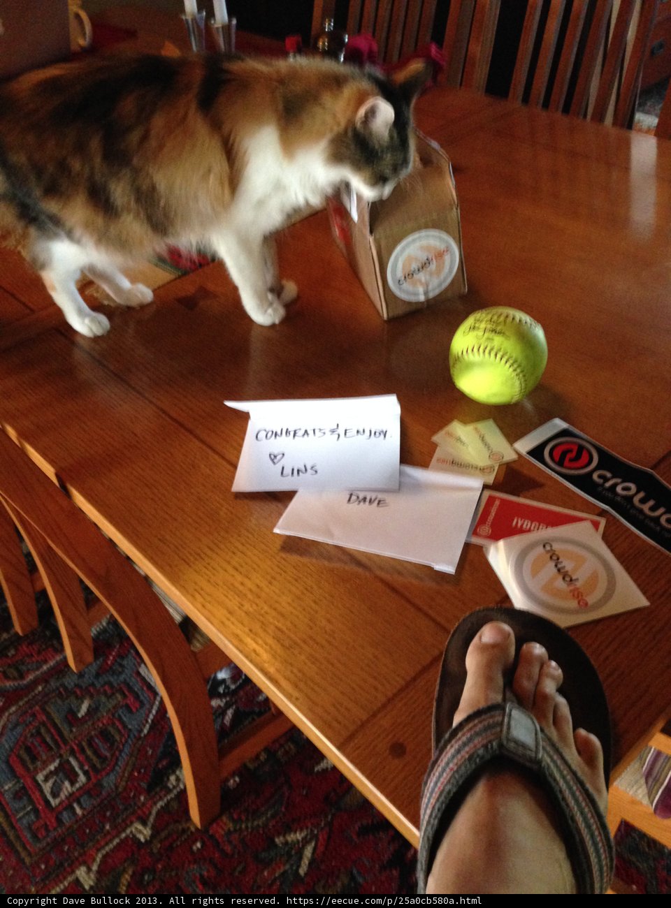 Feline Athlete Taking a Break on a Table