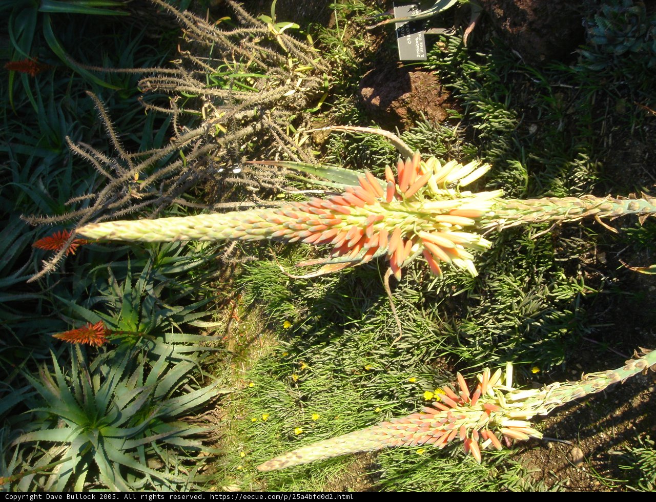 A Beautiful Agavaceae Plant