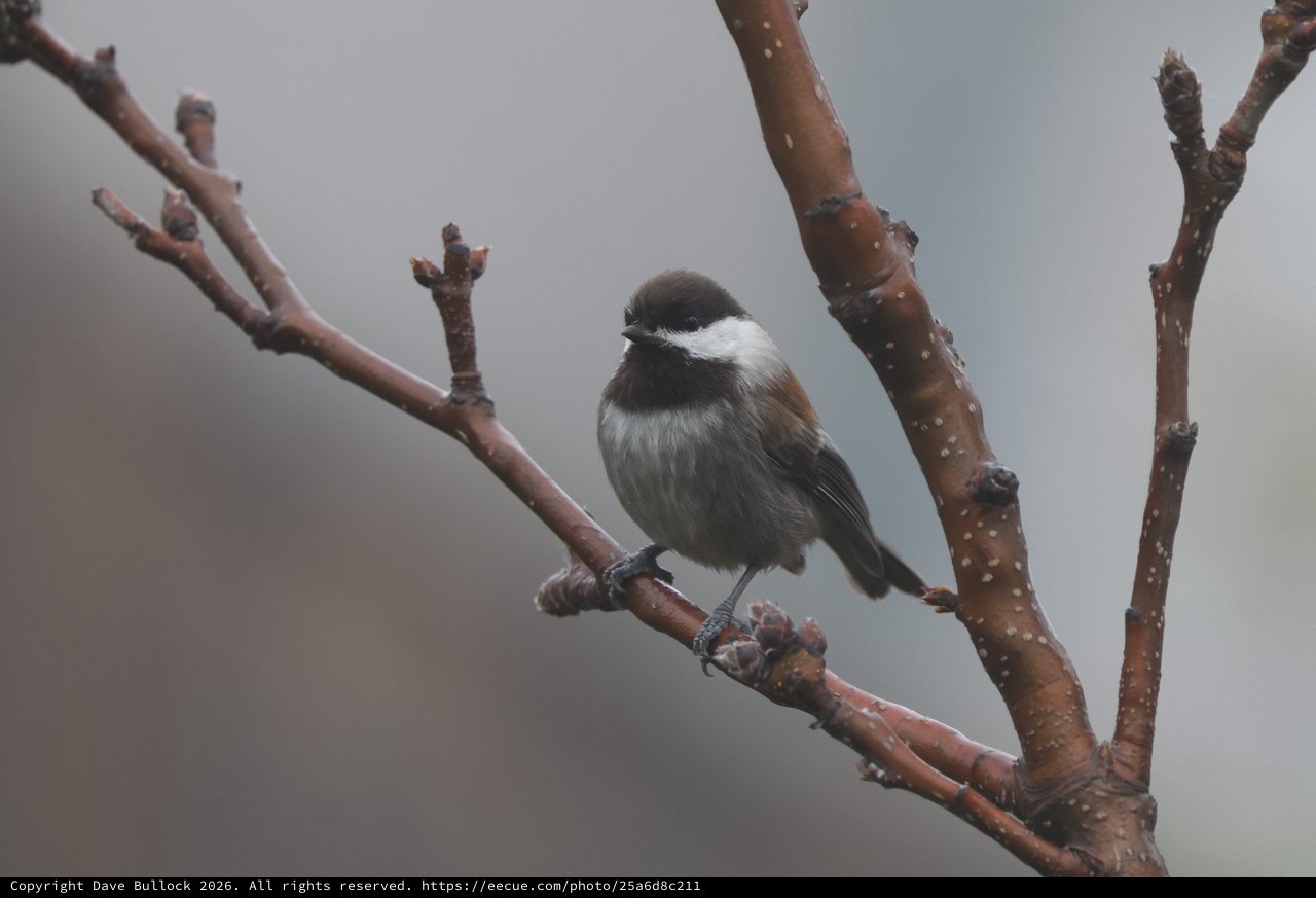 Boreal Chickadee Perched on Snowy Winter Branch