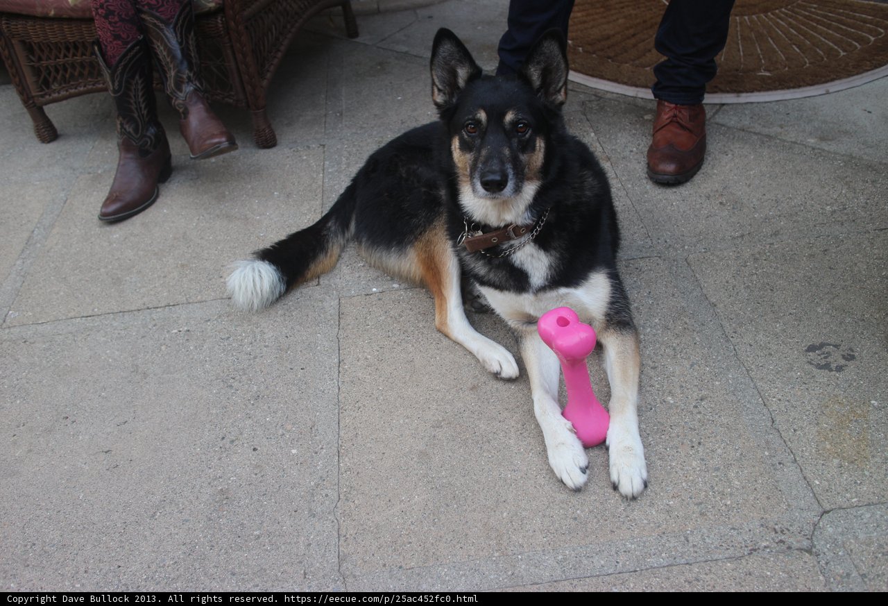 Canine Accessories
