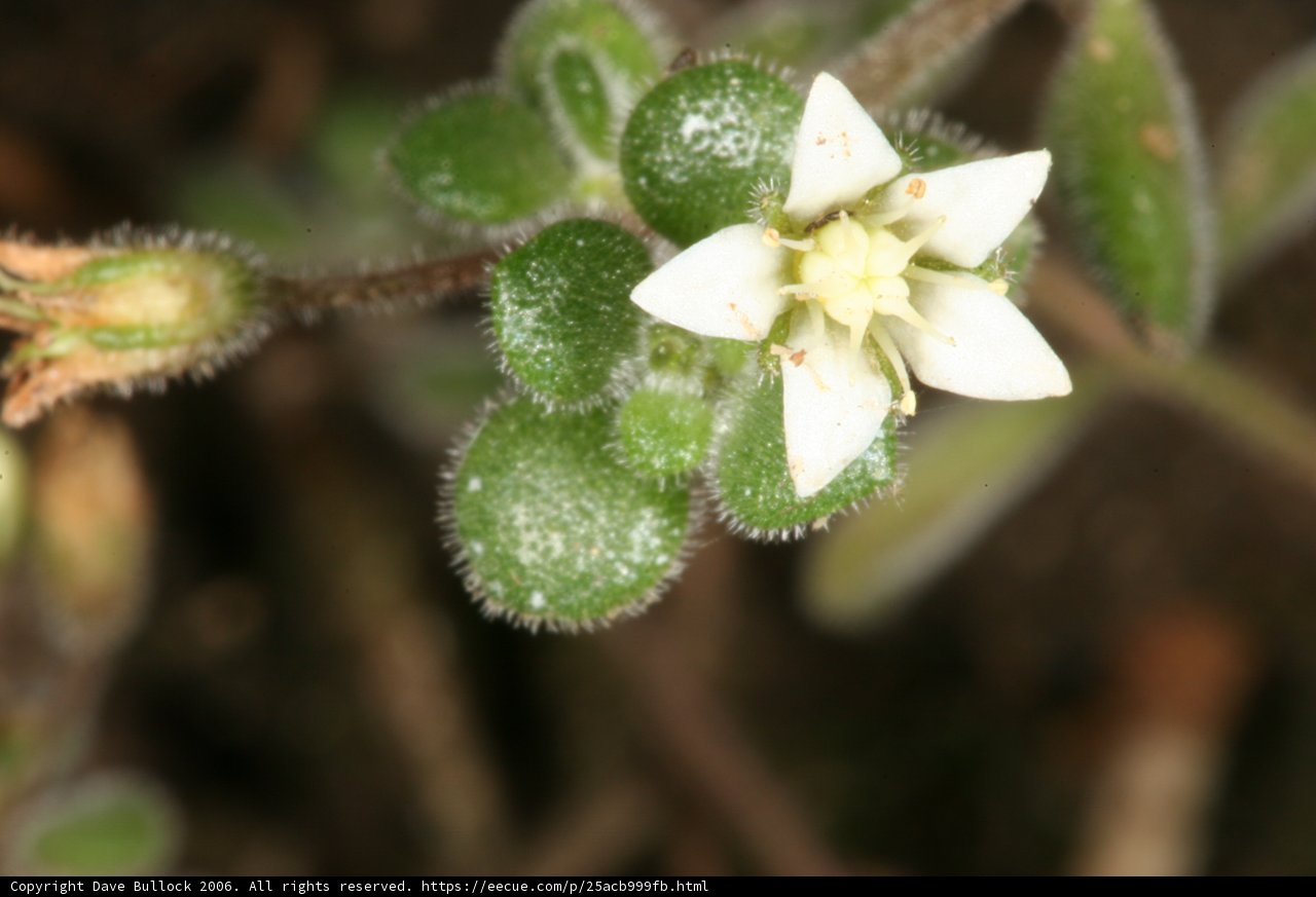 Delicate Geranium