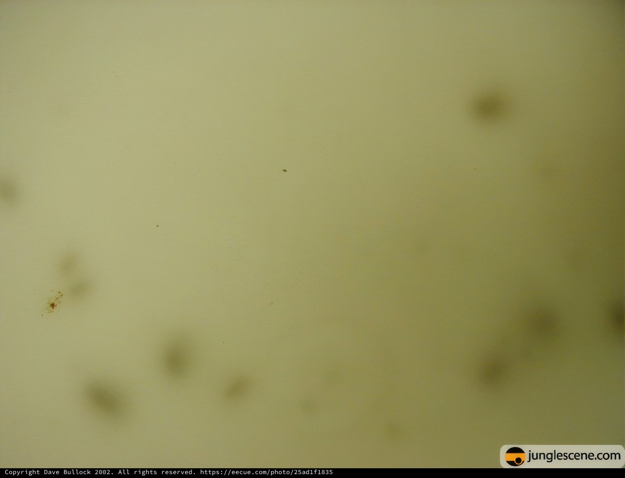 Spotted Surface