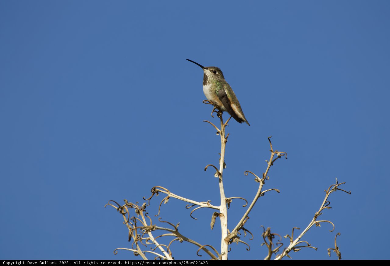 Serene Morning Hummingbird Perch