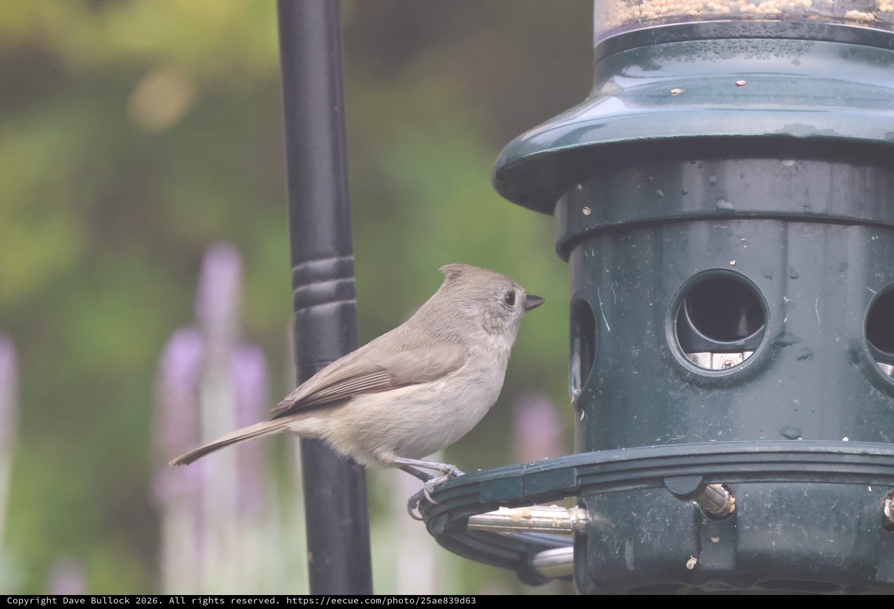Tufted Titmouse Perched on Backyard Bird Feeder
