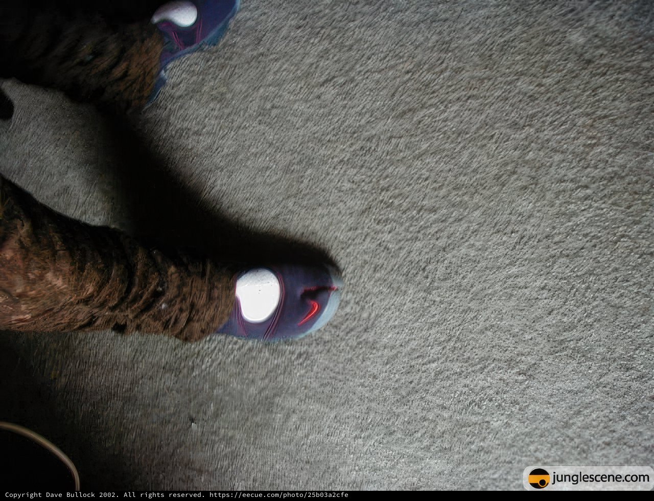 Blue Shoes and White Sock