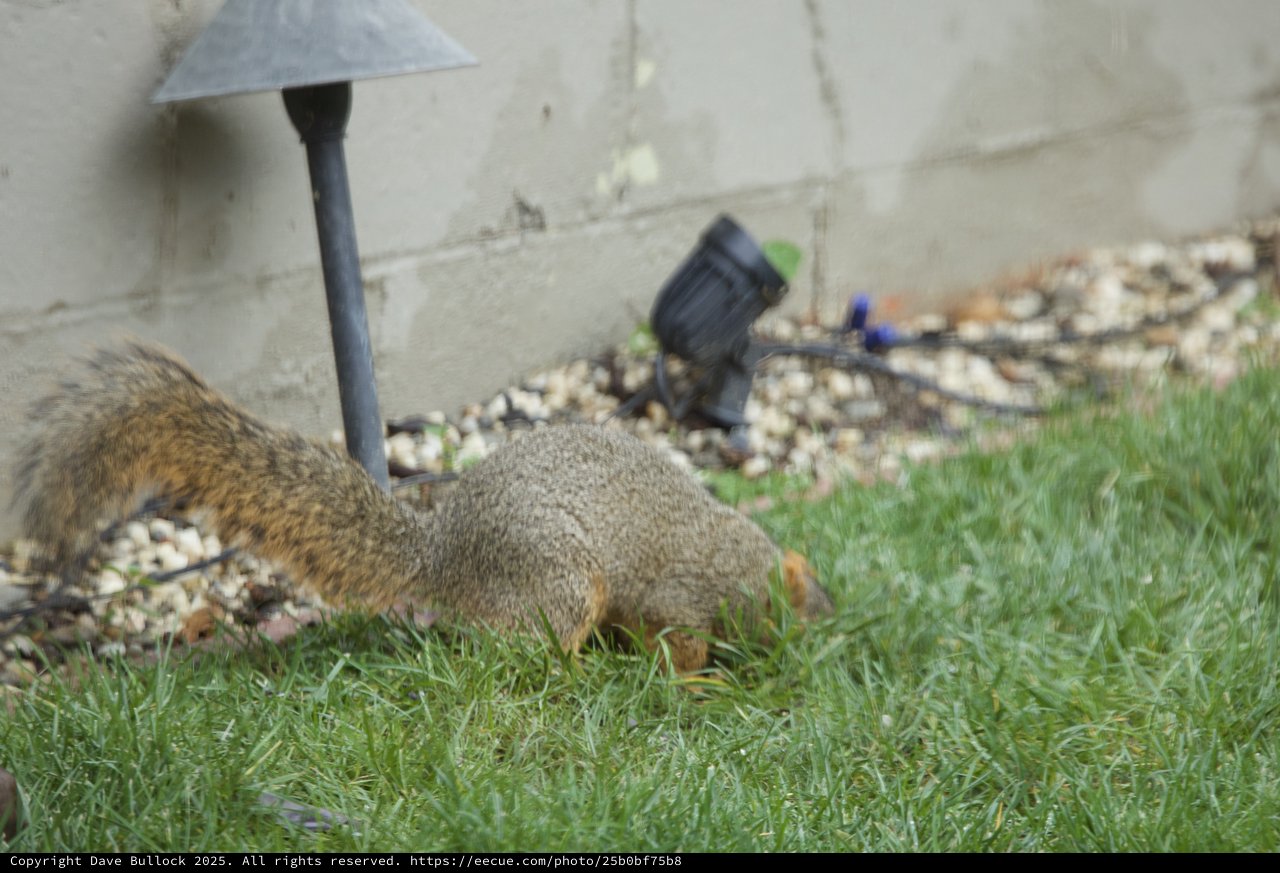 Two Squirrels Foraging in Backyard Garden