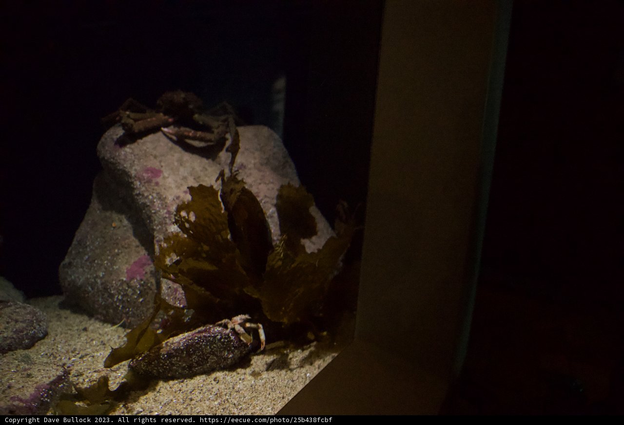 Aquatic Still Life at Monterey Bay Aquarium, 2023