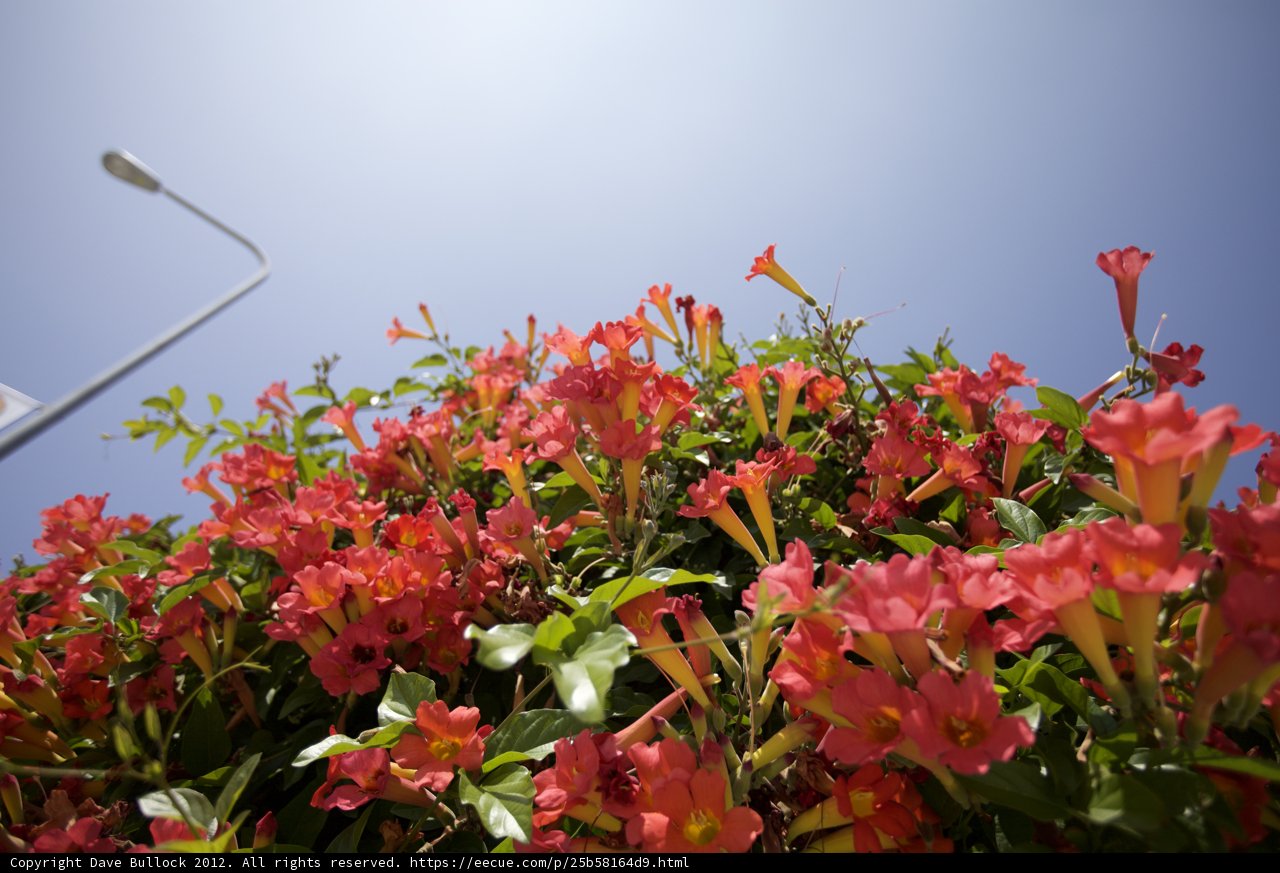 Red Geraniums Bloom in Blue Sky