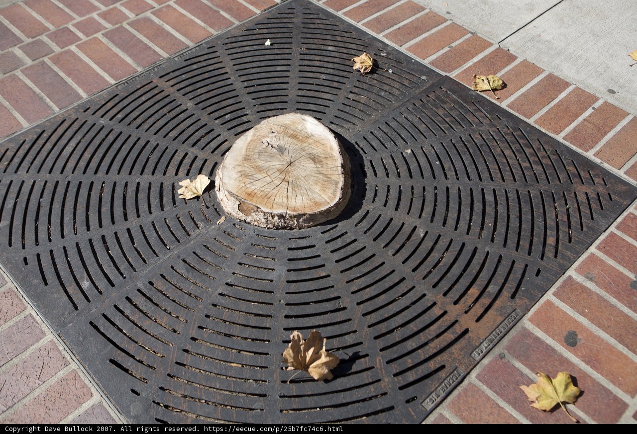 The Tree Stump and Metal Grate