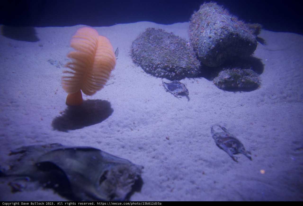 Aquatic Jewel: The Orange Enigma
