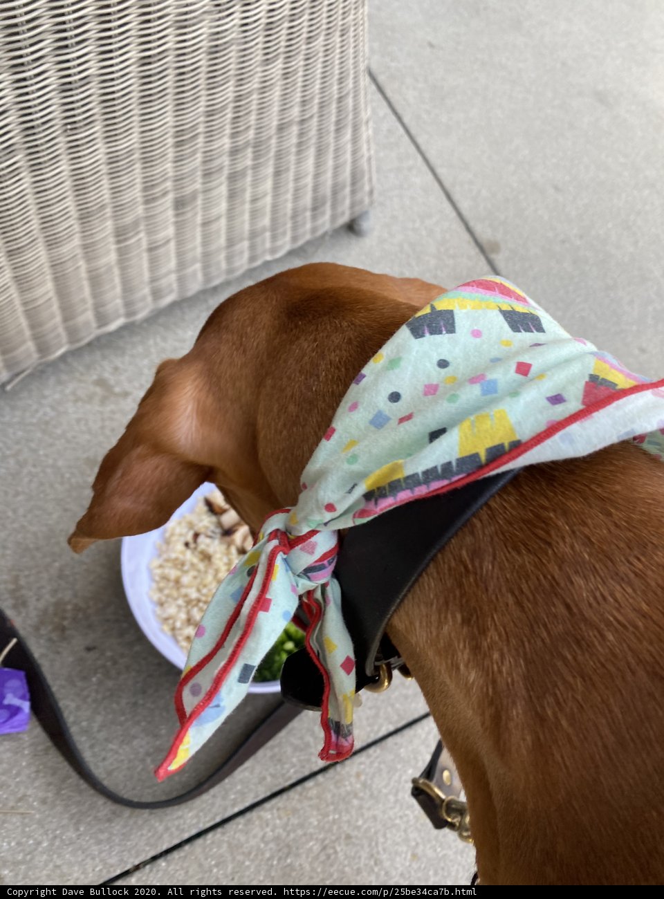 Hound in a Headscarf