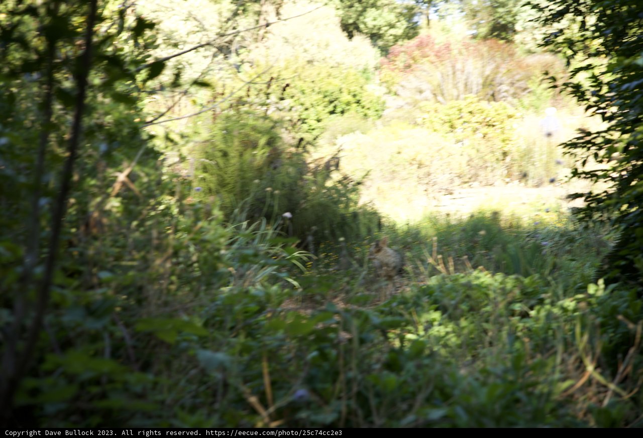 The Peaceful Stroll - The Botanical Experience