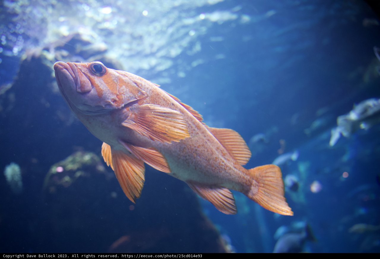 Aquatic Majesty: The Expedition of a Snapper
