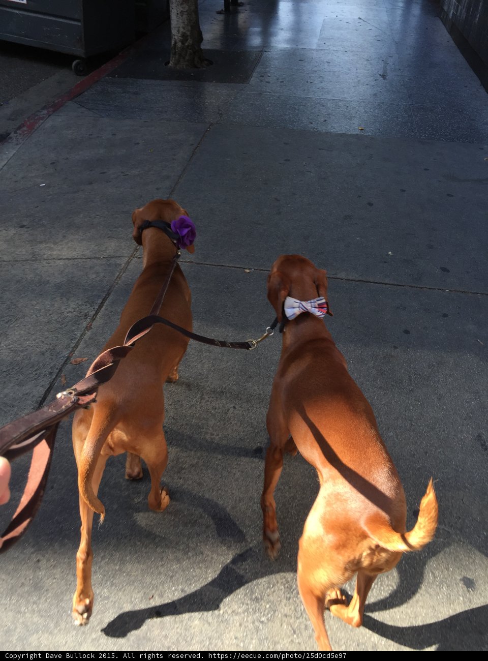 Two Canine Companions on a Leash