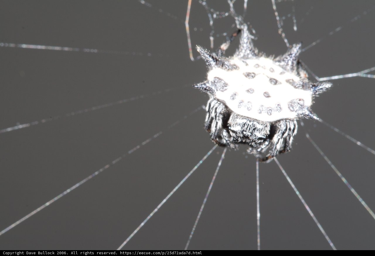 Garden Spider