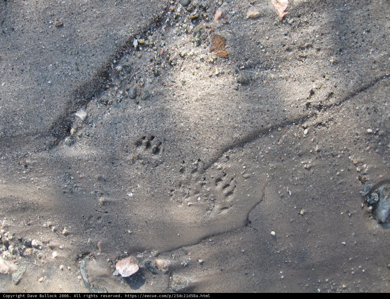 Traces in the Soil