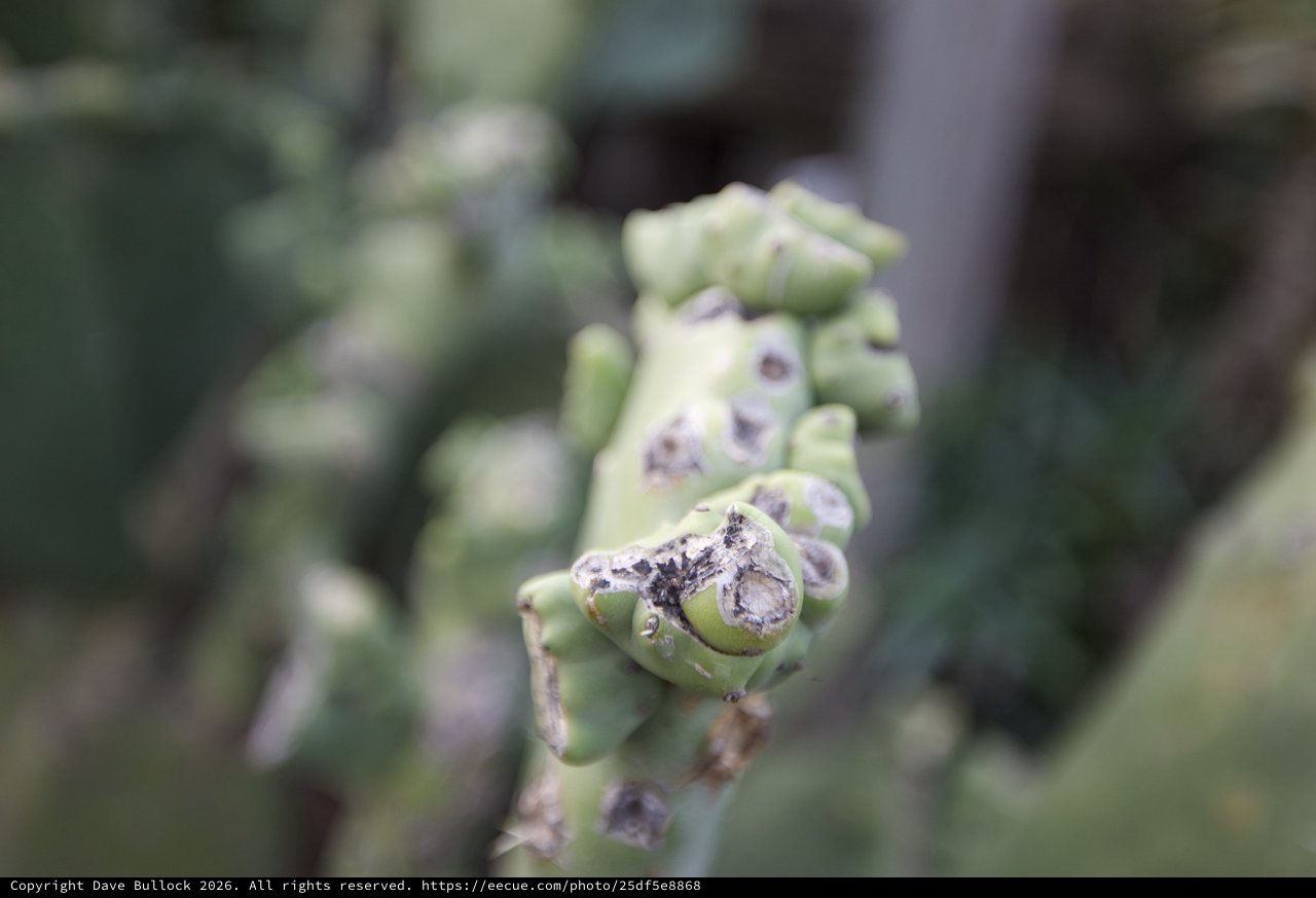 Close-up of Damaged Succulent Plant Cluster