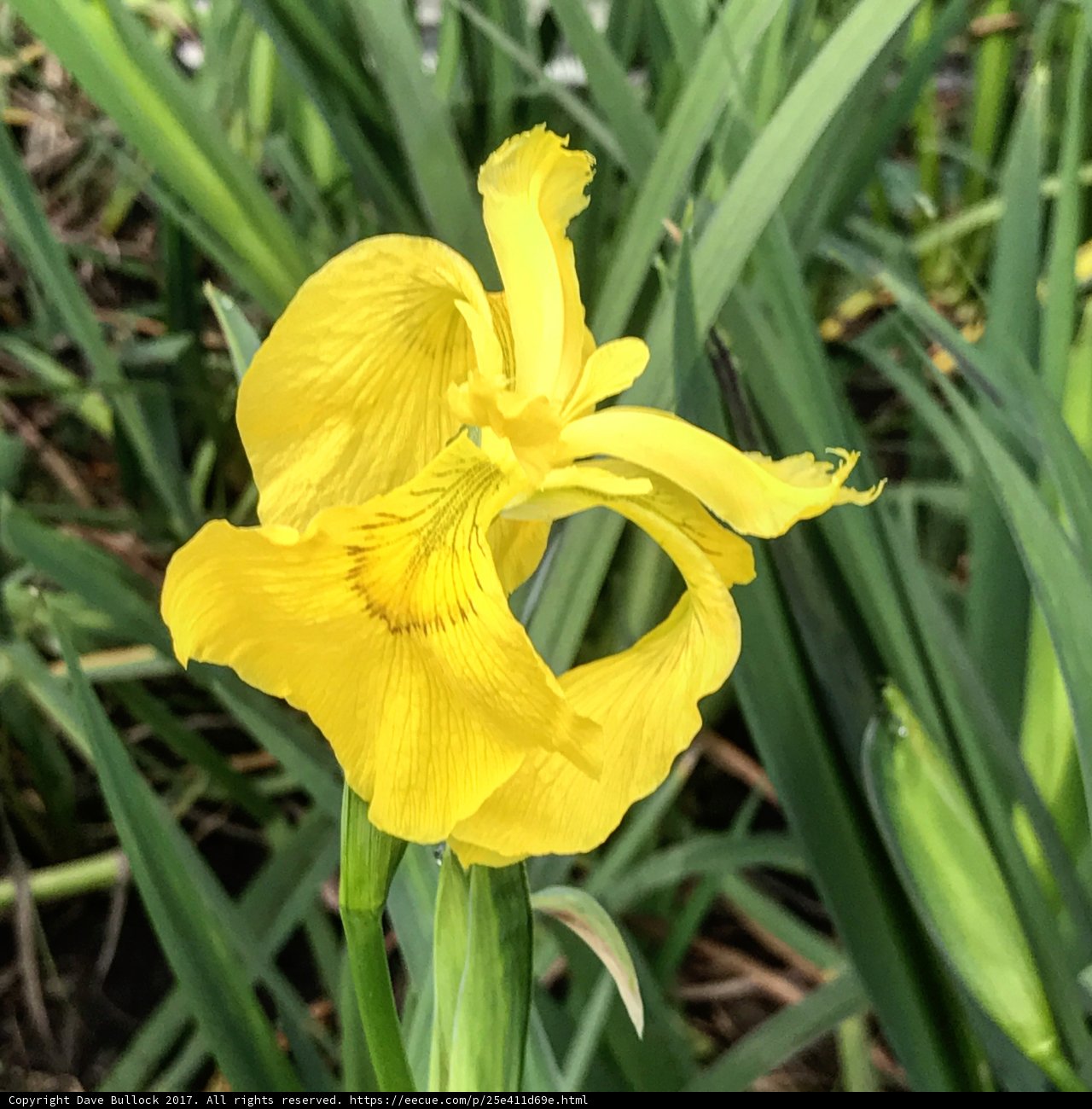 Blooming Iris in Los Angeles