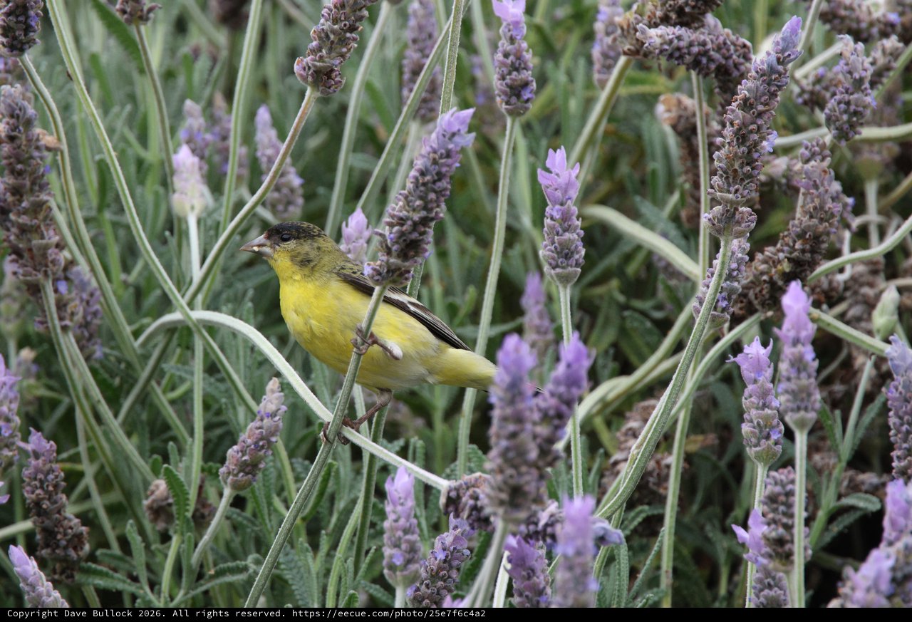 Lesser Goldfinch Perched Among Blooming Lavender