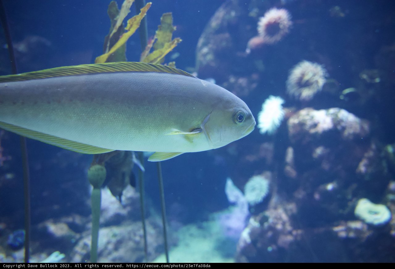 A Symphony of Underwater Life
