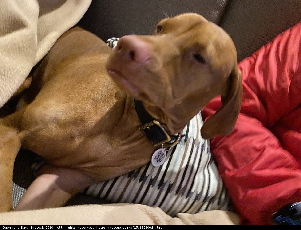 Couch Companion