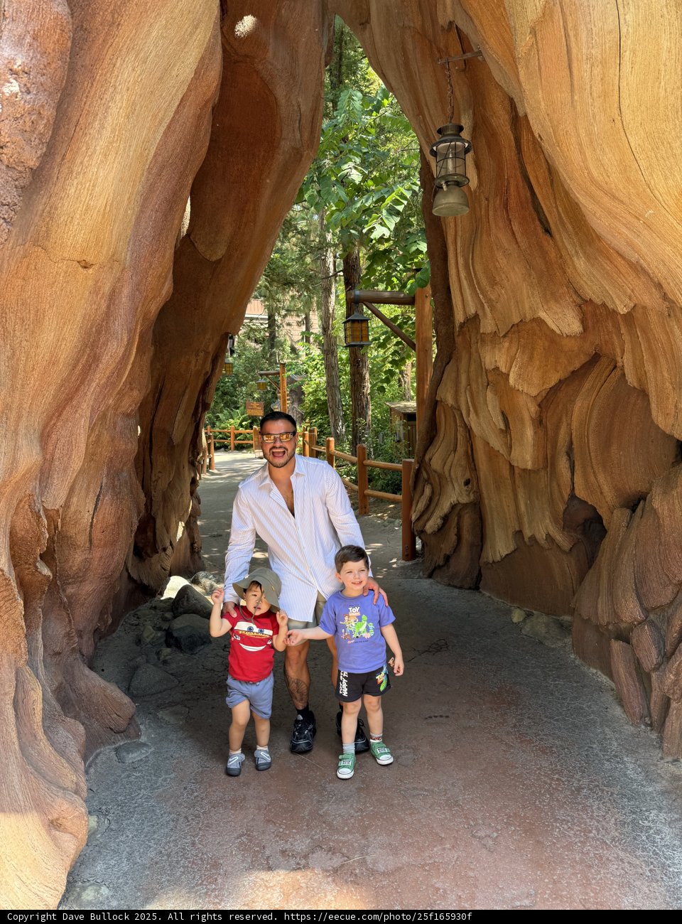 A Magical Moment Among Trees