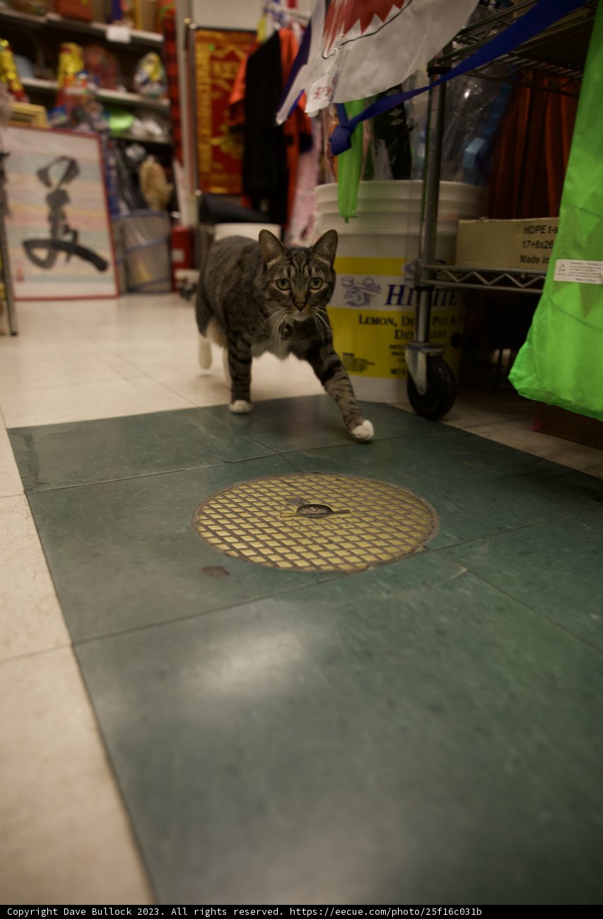 Chinatown Encounter: Feline on the Prowl
