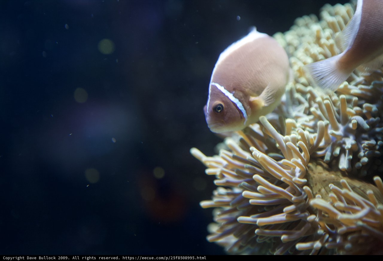 Swimming with the Clownfish