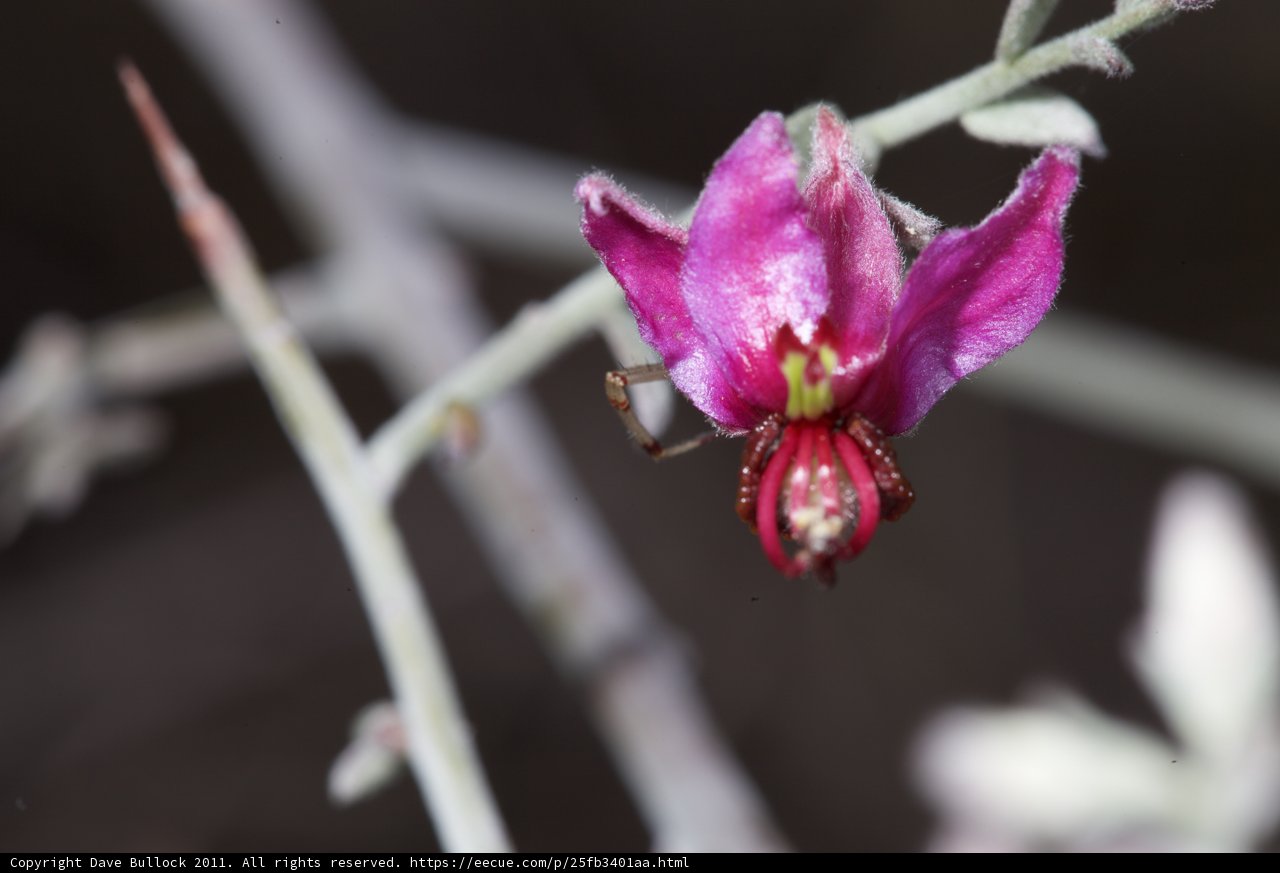 Spider on a Geranium Flower