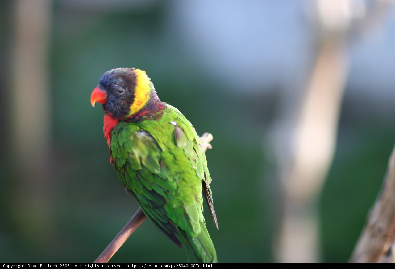 Vibrant Parakeet on a Branch