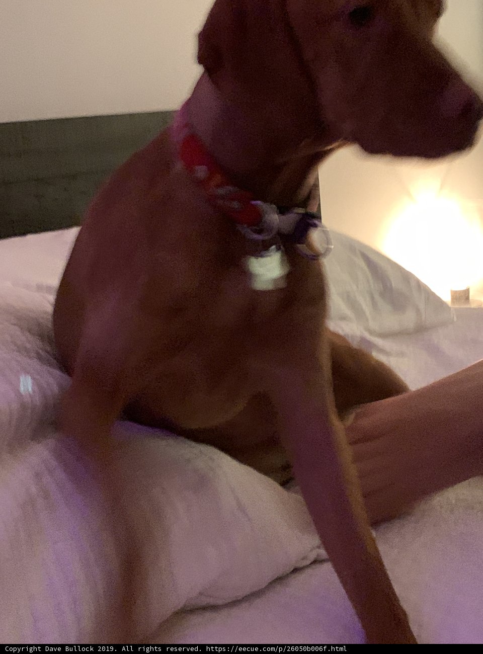 Canine Companion Takes a Snooze on LA Bed