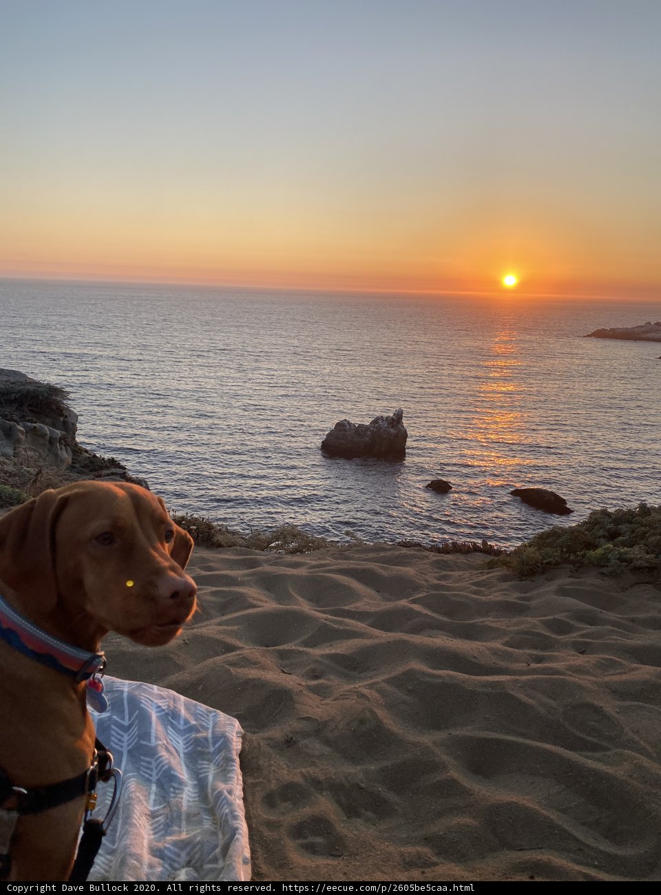 Sunset Companion