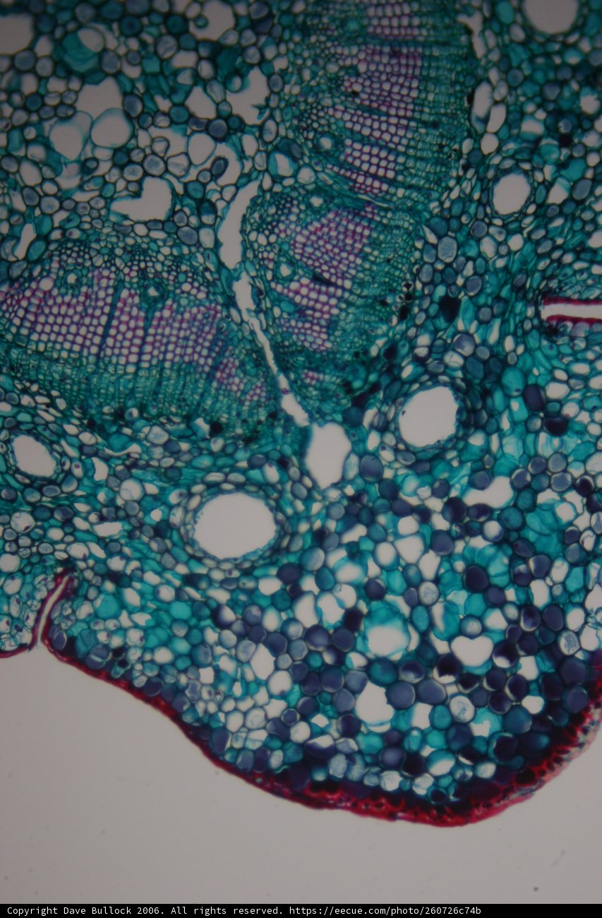 Close-Up of a Multicolored Plant Cell