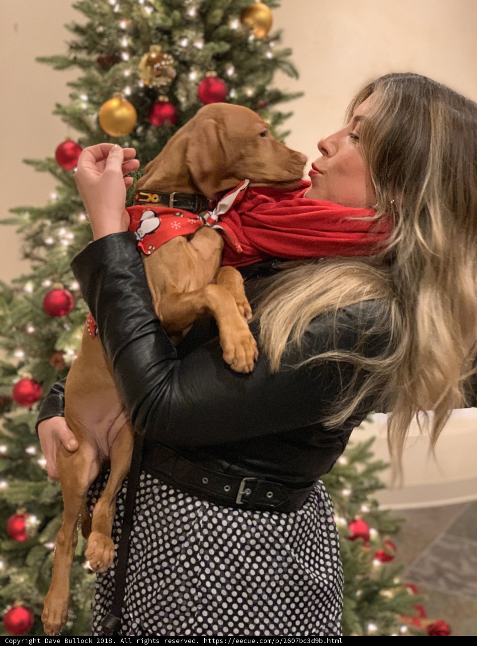 A Christmas Moment with My Furry Friend