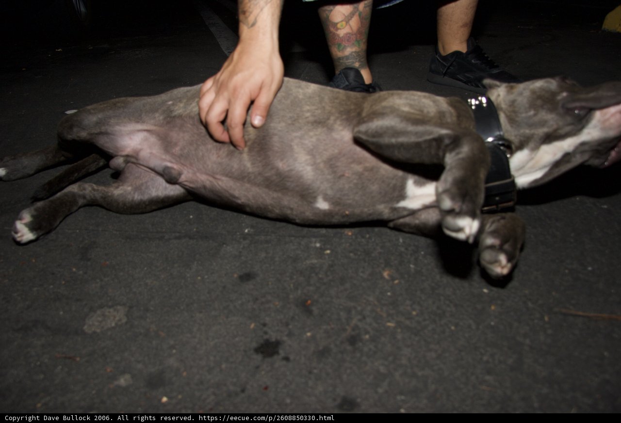 Dog Lovin'