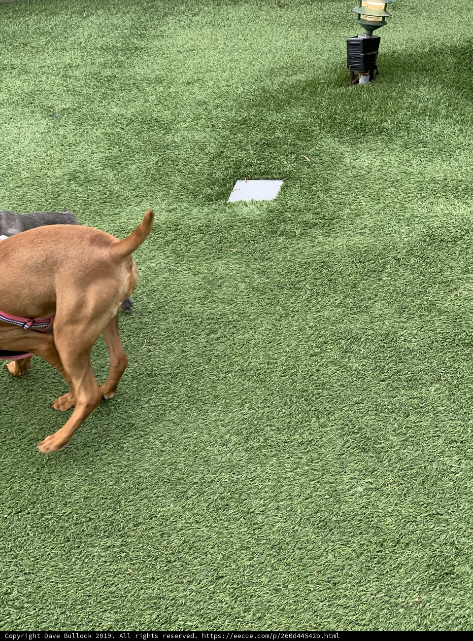 Pawsitively Playful Pups
