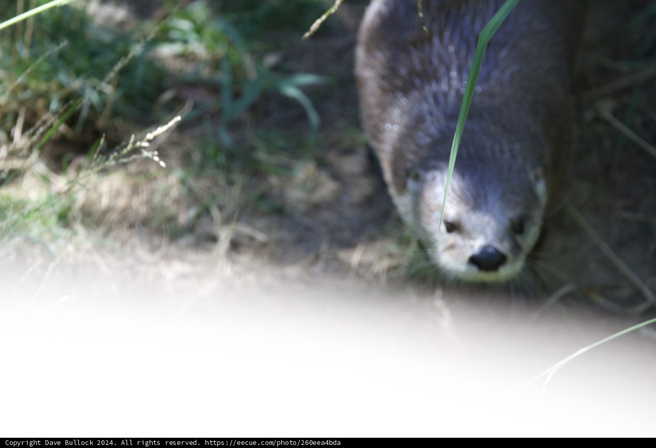 Curious Wildlife Encounter