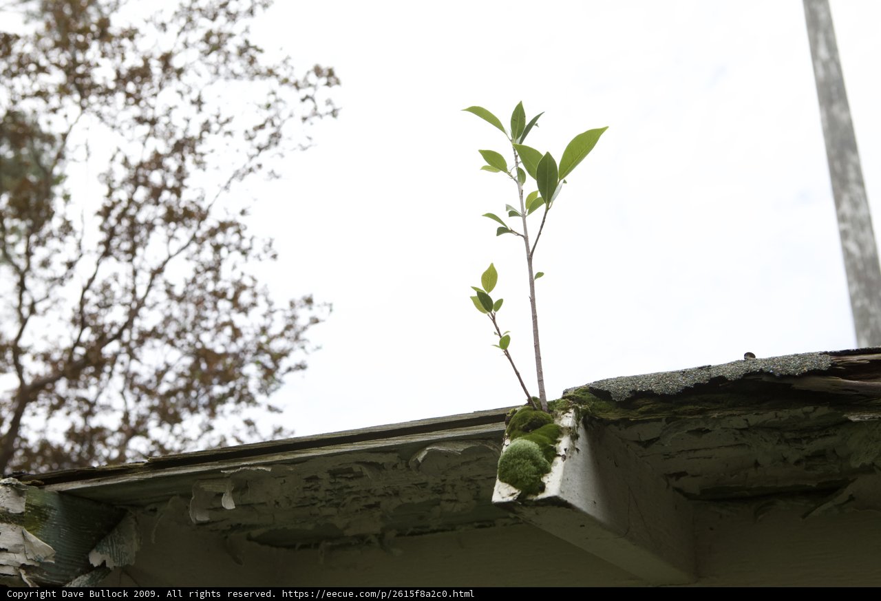 Roof Garden Growth