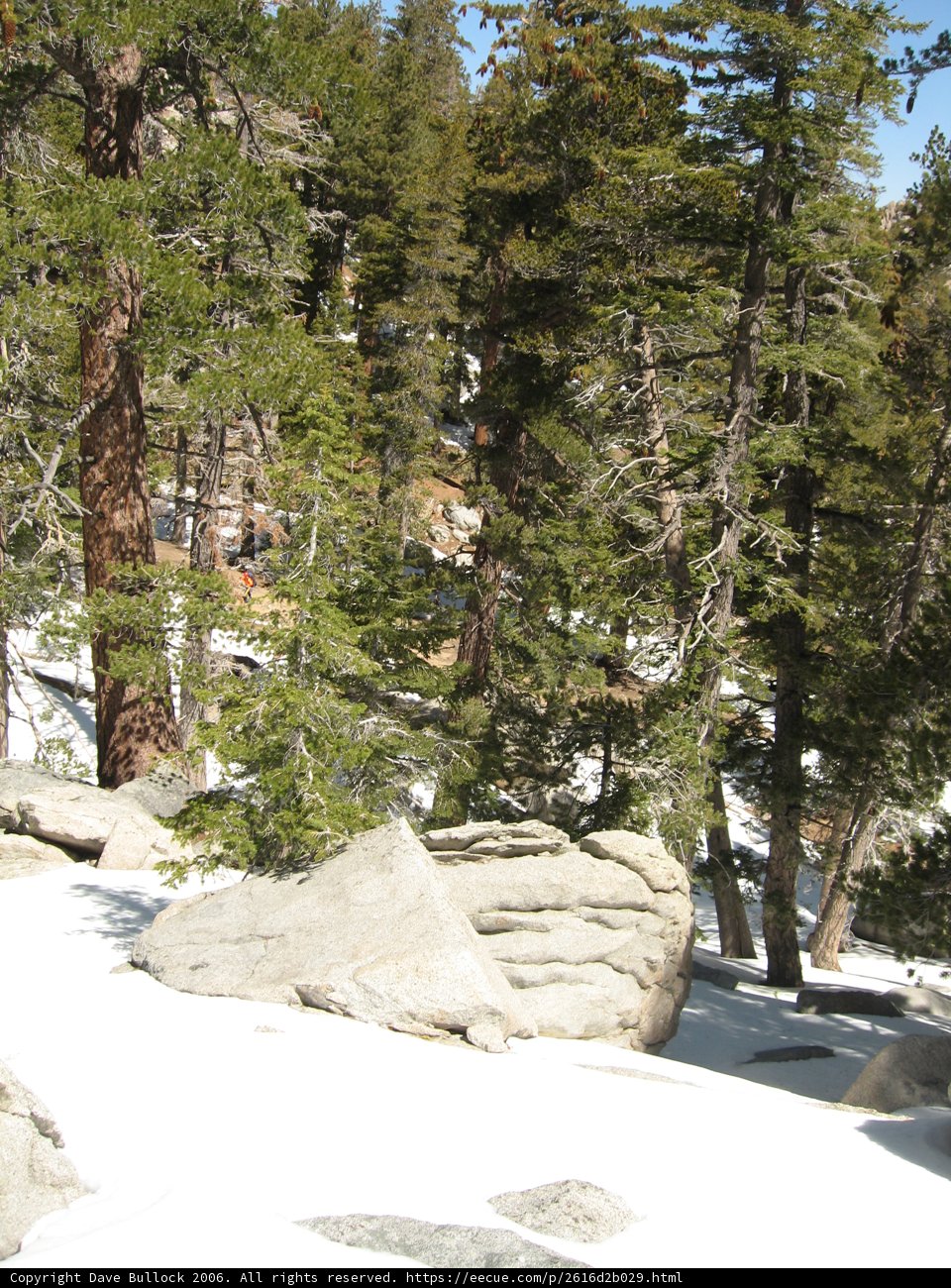 Majestic Snow-capped Fir Trees